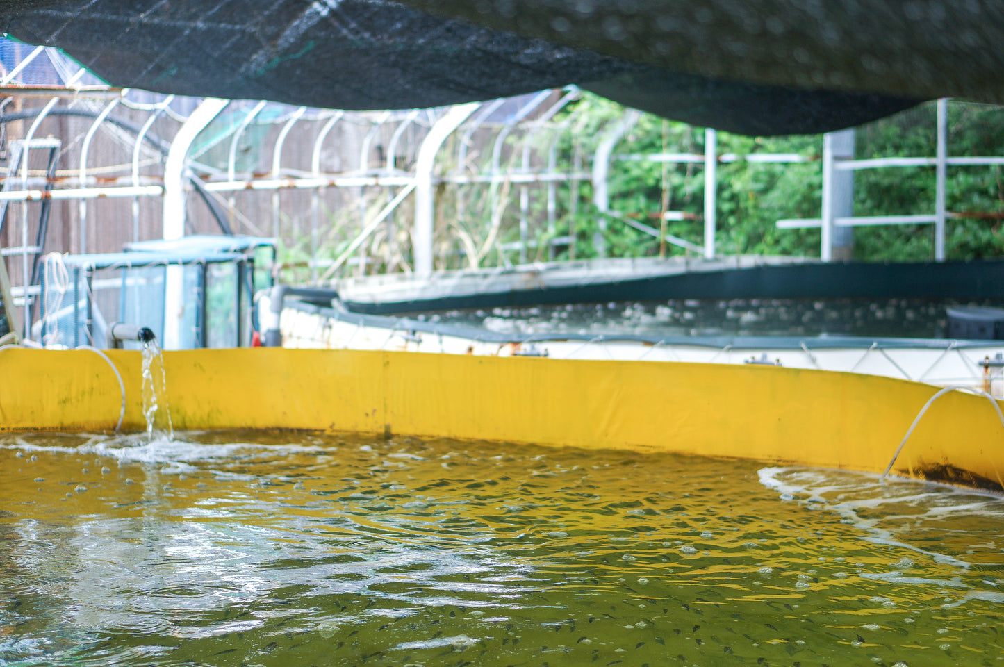 とらふぐのてっさ&ひらめの薄造り(大皿)