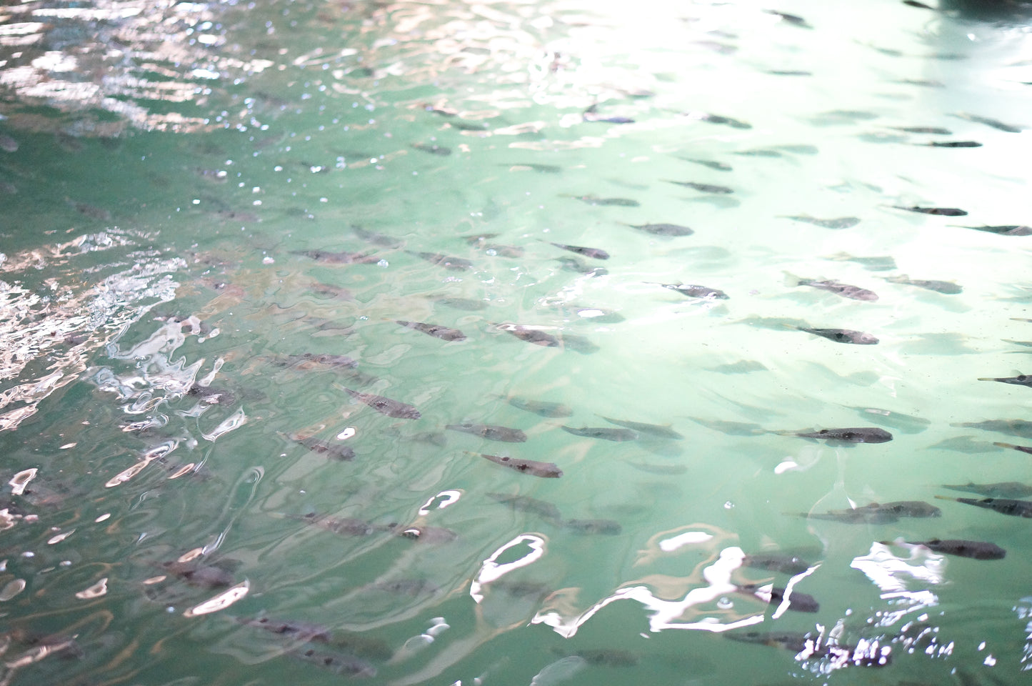 【新商品】お魚の生ハム